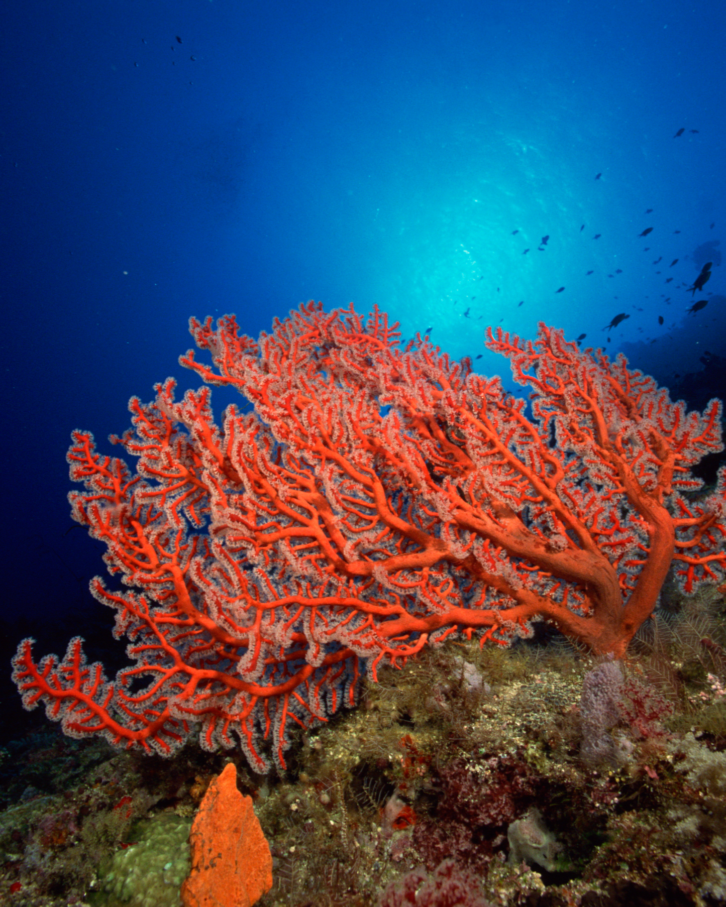 Corallium øreringe 🪸