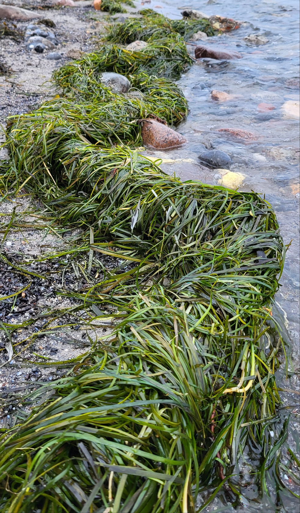🌿 Kelp 🌿 Øreringe