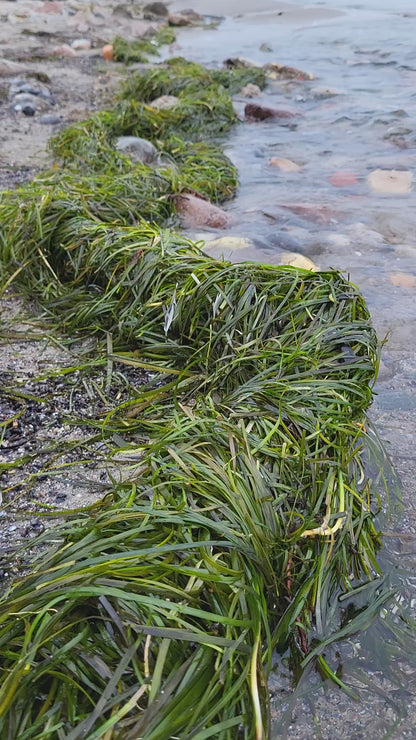 🌿 Kelp 🌿 Øreringe